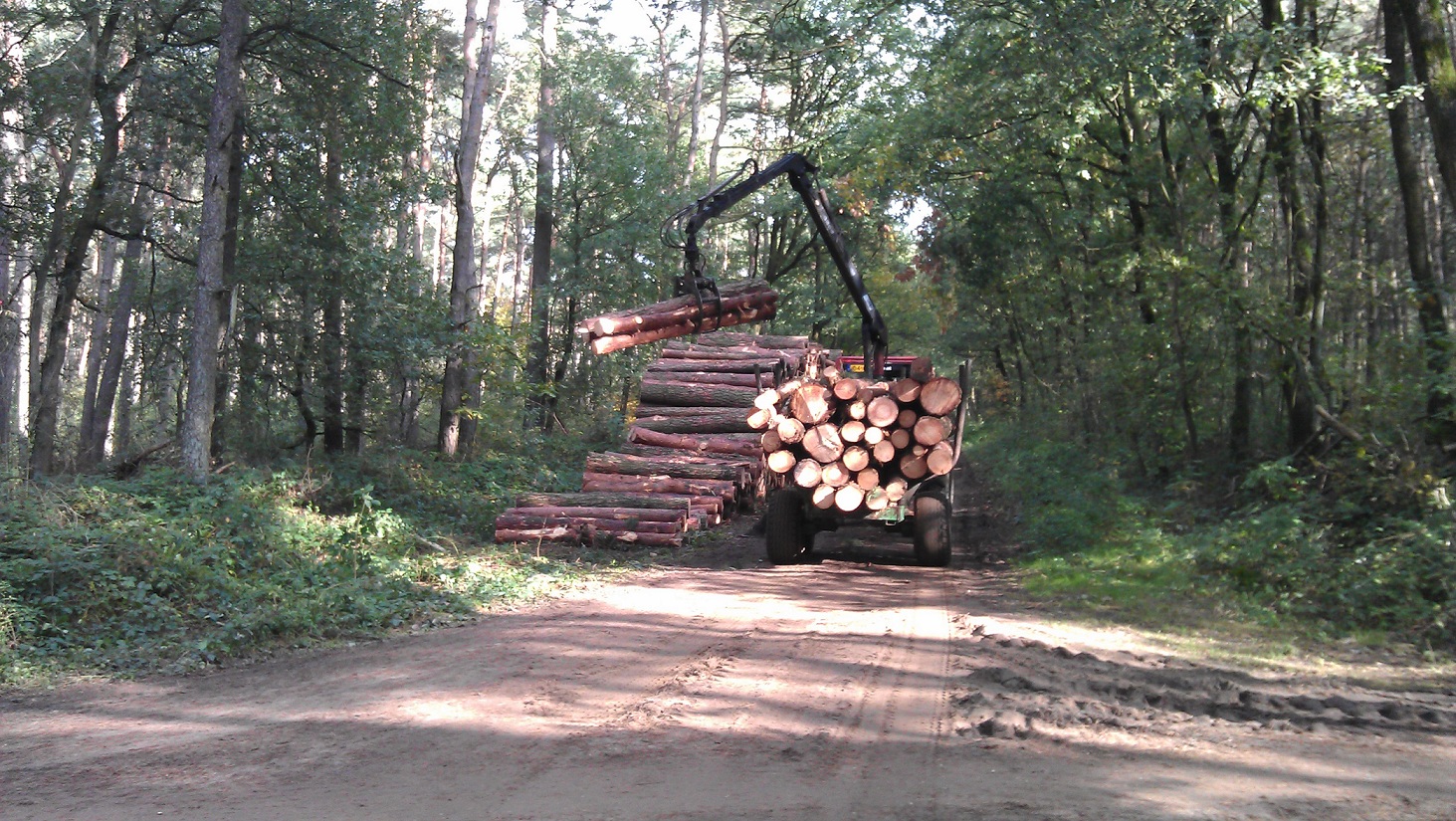 Bosbouw